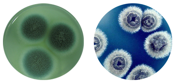 左：青黴素 右：鏈黴素